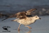 _MG_4333 Lesser Black-backed Gull 2cyApr21.jpg