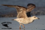 _MG_4334 Lesser Black-backed Gull 2cyApr21.jpg