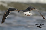 _MG_1956 Lesser Black-backed Gull 3cy? Oct29.jpg