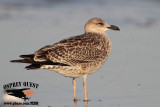 _MG_2721 Lesser Black-backed Gull 1cy Oct29.jpg