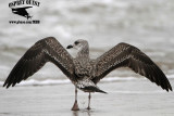 _MG_5832 Lesser Black-backed Gull 2cy Jan22.jpg