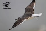 _MG_7608 Lesser Black-backed Gull#1 3cy Jan22.jpg