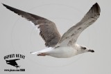 _MG_7622 Lesser Black-backed Gull#1 3cy Jan22.jpg