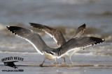 _MG_9381 Lesser Black-backed Gull adult & #1 3cy Feb19.jpg