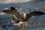 _MG_2910 Lesser Black-backed Gull#2 3cy Jan07.jpg