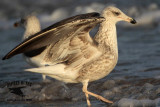 _MG_2916 Lesser Black-backed Gull#2 3cy Jan07.jpg