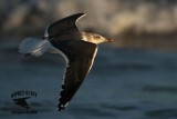 _MG_4800 Lesser Black-backed Gull 4cy? Jan07.jpg