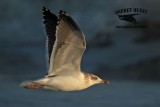 _MG_4808 Lesser Black-backed Gull 4cy? Jan07.jpg