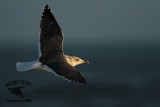 _MG_4878 Lesser Black-backed Gull 4cy? Jan07.jpg