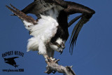 _MG_6872 Osprey.jpg