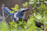 _MG_4352 Florida Scrub Jay.jpg