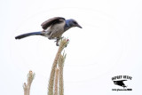 _MG_4550 Florida Scrub Jay.jpg