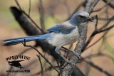 _MG_7114 Florida Scrub Jay.jpg