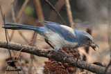_MG_7152 Florida Scrub Jay.jpg
