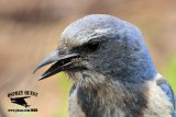 _MG_7293 Florida Scrub Jay.jpg