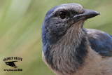 _MG_7430 Florida Scrub Jay.jpg