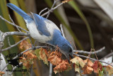 _MG_8089 Florida Scrub Jay.jpg