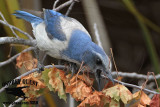 _MG_8090 Florida Scrub Jay.jpg