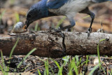 Florida Scrub Jay – Food: Beetle larvae (grubs) (Strategus aloeus?)