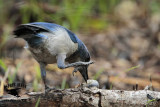 _MG_6707 Florida Scrub Jay.jpg