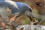 _MG_6795 Florida Scrub Jay.jpg