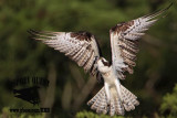 _MG_6422 Osprey.jpg
