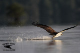 _MG_1034 Osprey.jpg