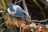 _MG_8094 Florida Scrub Jay.jpg