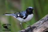 _MG_6400 Black-throated Blue Warbler.jpg