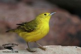 _MG_7188 Yellow Warbler.jpg