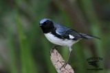 _MG_7559 Black-throated Blue Warbler.jpg