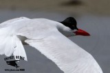 Caspian Tern with Elvis Presley Syndrome – UTC - May 19, 2012