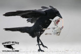 _MG_8807 Fish Crow with Black Skimmer chick.JPG