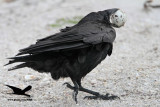_MG_0086 Black Skimmer egg - Fish Crow.JPG