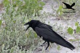 _MG_9964 Black Skimmer egg - Fish Crow.JPG
