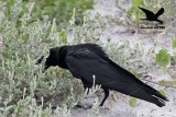 _MG_9965 Black Skimmer egg - Fish Crow.JPG