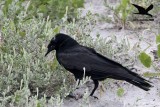 _MG_9972 Black Skimmer egg - Fish Crow.JPG