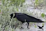_MG_9978 Black Skimmer egg - Fish Crow.JPG