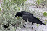_MG_9987 Black Skimmer egg - Fish Crow.JPG