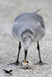 _MG_0599 Black Skimmer - Laughing Gull.JPG