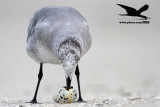 _MG_0771 Black Skimmer - Laughing Gull.JPG