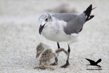 _MG_1065 Black Skimmer - Laughing Gull.JPG