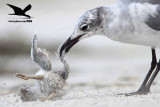 _MG_1093crop Black Skimmer - Laughing Gull.JPG