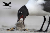 _MG_2248 Black Skimmer - Laughing Gull.JPG