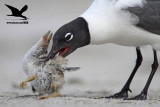 _MG_2251 Black Skimmer - Laughing Gull.JPG