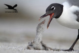 _MG_2380 Black Skimmer - Laughing Gull.JPG