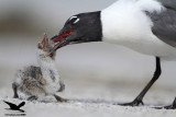 _MG_2414 Black Skimmer - Laughing Gull.JPG