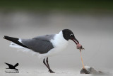 _MG_8989 Black Skimmer - Laughing Gull.JPG