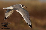 _MG_6578 Franklins Gull.JPG