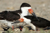 _MG_6916 Black Skimmer.JPG